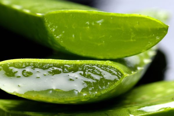 Mascarilla de sábila o aloe vera